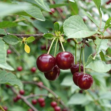 Cerisier griottier Guindoux des Charentes Bio