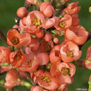 Cognassier du Japon, Chaenomeles speciosa Friesdorfer