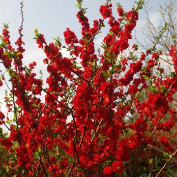 Cognassier du Japon - Chaenomeles speciosa Scarlet Storm  