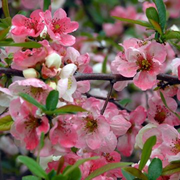 Cognassier du Japon Toyo-Nishiki - Chaenomeles speciosa