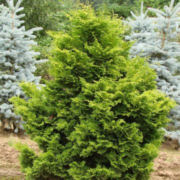 Chamaecyparis obtusa Gold Drop - Faux cyprès hinoki du Japon nain                 