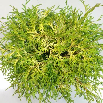 Chamaecyparis obtusa Kamarachiba - Faux cyprès hinoki du Japon               