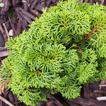 Chamaecyparis obtusa Kosteri - Faux cyprès hinoki du Japon                    