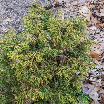 Chamaecyparis obtusa Tsatsumi Gold - Faux cyprès hinoki du Japon              