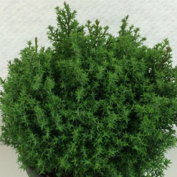 Chamaecyparis obtusa Wissel - Faux cyprès hinoki du Japon                 