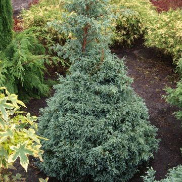 Chamaecyparis pisifera Baby Blue - Cyprès Sawara               