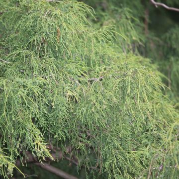 Chamaecyparis pisifera Filifera - Cyprès Sawara                