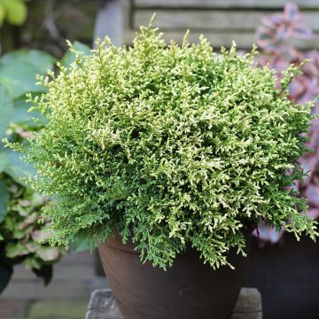 Chamaecyparis pisifera Plumosa Compressa - Cyprès Sawara nain