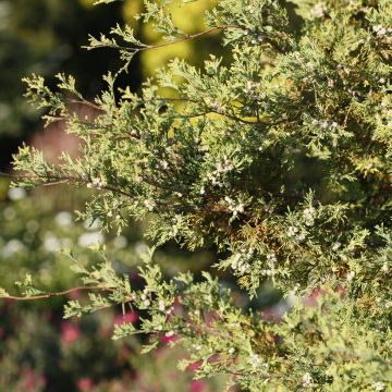 Chamaecyparis thyoides Versent®(Blue Rock) - Cèdre blanc de l'Atlantique    