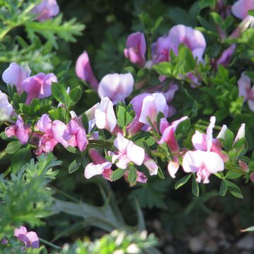 Chamaecytisus purpureus - Genêt pourpre