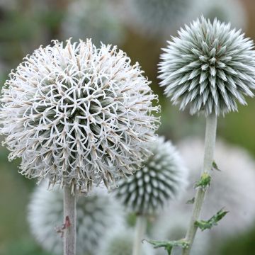 Chardon boule - Echinops bannaticus Star Frost 