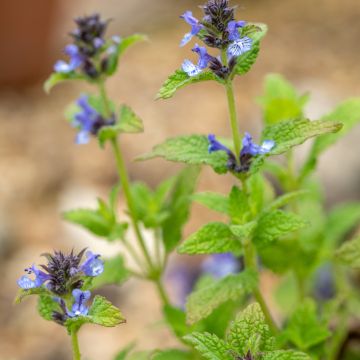 Chataire de l'Himalaya - Nepeta clarkei