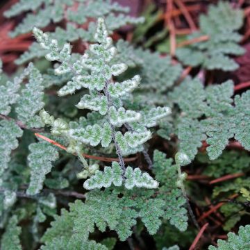 Cheilanthes lanosa, Fougère