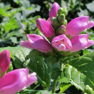 Chelone lyonii Hot Lips -  Galane