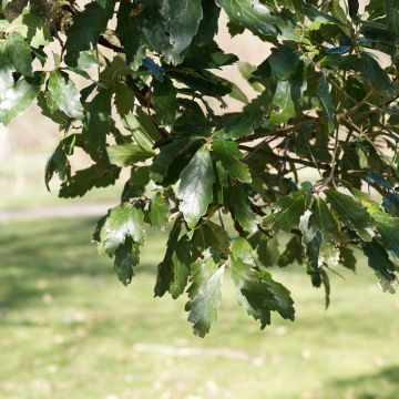 Chêne de Turner - Quercus turneri Pseudoturneri