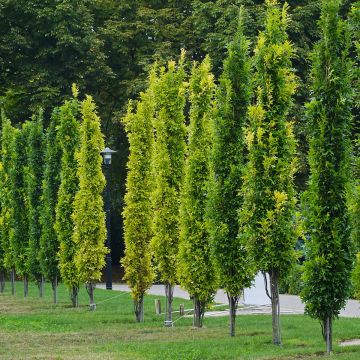 Chêne des marais - Quercus palustris Green Pillar