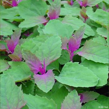 Chénopode géant - Chenopodium giganteum