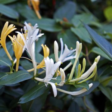 Chèvrefeuille du Japon - Lonicera japonica Dart's Acumen