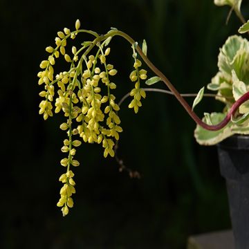 Chiastophyllum oppositifolium Variegatum - Goutte d'or panachée