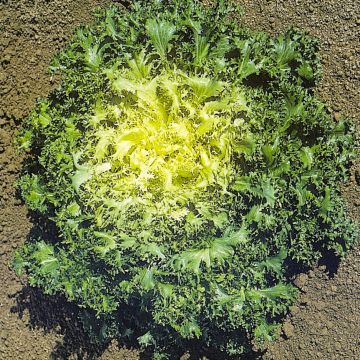 Chicorée frisée D'Eté à Cœur Jaune 