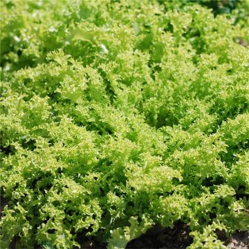 Chicorée frisée Grosse Pancalière Bio - Ferme de Sainte Marthe