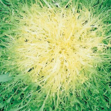 Chicorée frisée Très Fine Maraîchère - Cichorium endivia var. crispum