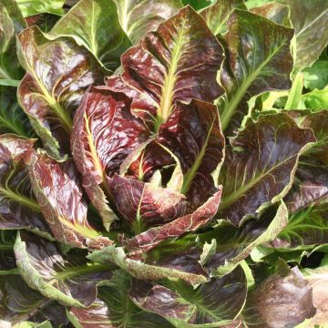 Chicorée sauvage Rouge de Trévise - Cichorium intybus