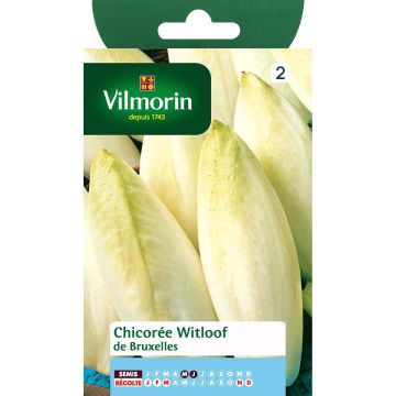 Chicorée Witloof (Endive) De Bruxelles (remplace Vilmorin n°5) - Vilmorin