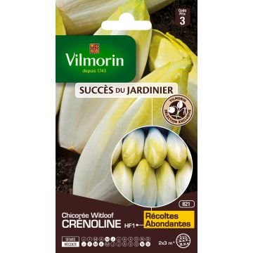 Chicorée Witloof (Endive) Crénoline F1 (création Vilmorin)   - Vilmorin