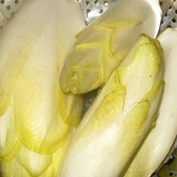 Chicorée Witloof (Endive) Normale Maraîchère - Cichorium intybus latifolium