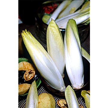 Chicorée Witloof (Endive) Zoom F1 - Cichorium intybus