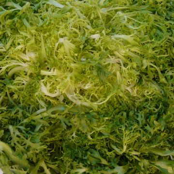 Chicorée frisée de Ruffec - Cichorium endivia crispum