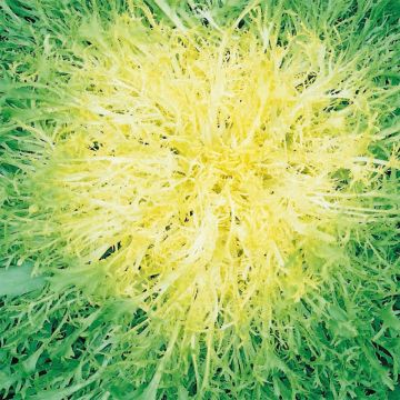 Chicorée frisée Endivette (Toujours blanche) - Cichorium endivia crispum