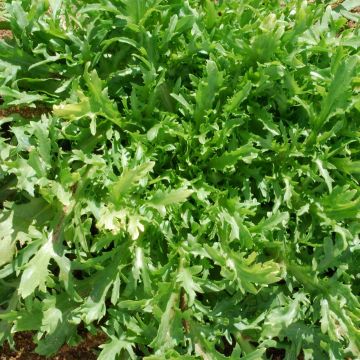 Chicorée frisée Fine de Louviers - Cichorium endivia