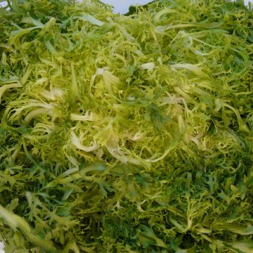 Chicorée frisée Laury en plants