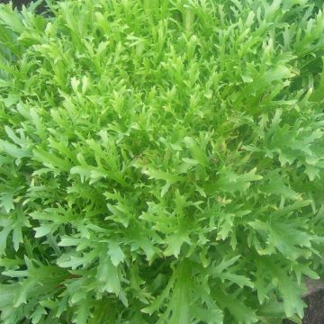 Chicorée frisée Minerva en plants