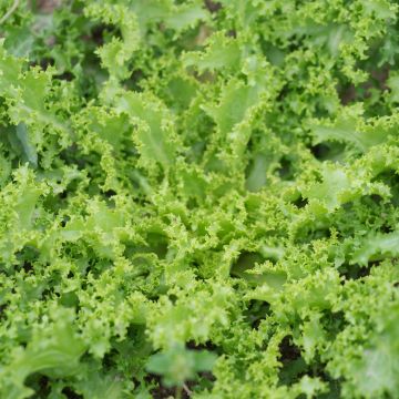 Chicorée frisée Wallonne - Despa - Cichorium endivia var. crispum