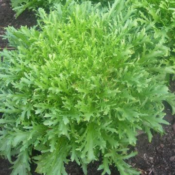 Chicorée frisée d'Hiver de Provence - Cichorium endivia crispum