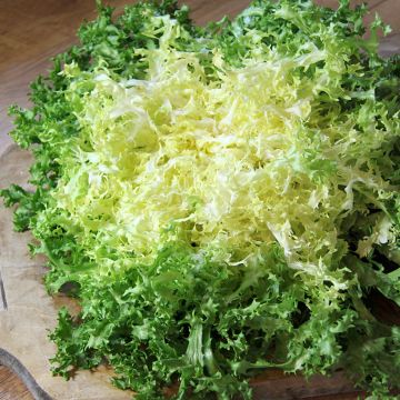 Chicorée frisée Grosse Pancalière BIO 