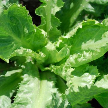 Chicorée scarole en Cornet de Bordeaux - Cichorium endivia var. latifolium