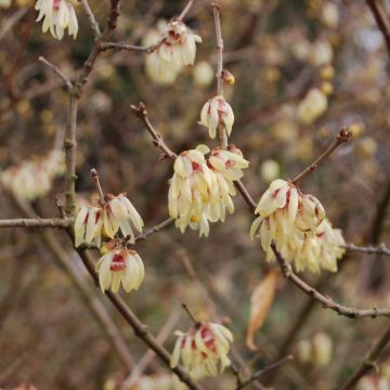 Chimonanthus praecox Grandiflorus