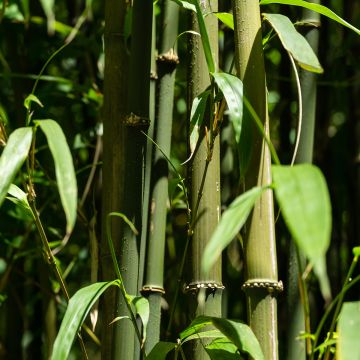 Chimonobambusa quadrangularis - Bambou moyen