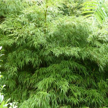 Chimonobambusa tumidissinoda Microphylla - Bambou moyen