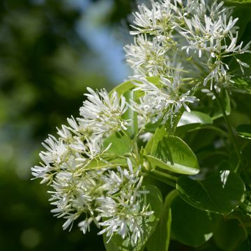 Chionanthus retusus - Arbre de neige, Arbre aux franges