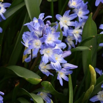 Chionodoxa forbesii Blue Giant