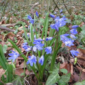 Chionodoxa forbesii - Gloire des Neiges