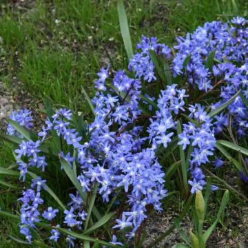 Chionodoxa sardensis