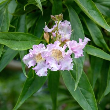 Chitalpa de Taschkent - Chitalpa tashkentensis Summer Bells Minsum