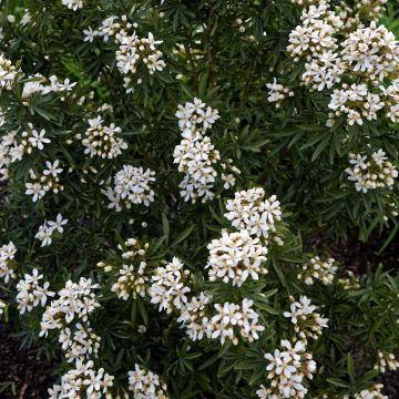 Choisya ternata Snow Flurries  - Oranger du Mexique