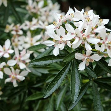 Choisya ternata Snow Flurries  - Oranger du Mexique